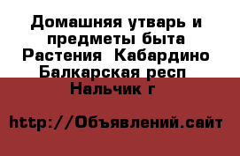 Домашняя утварь и предметы быта Растения. Кабардино-Балкарская респ.,Нальчик г.